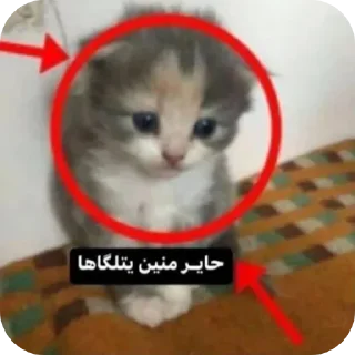 Video sticker 😔 حگ غورين @YO1_69