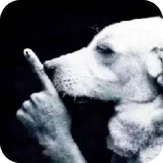 Video sticker 🐶 حگ غورين @YO1_69