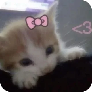 Video sticker 🐱 حگ غورين @YO1_69