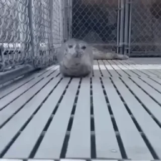 Video sticker 🥰 тю лени