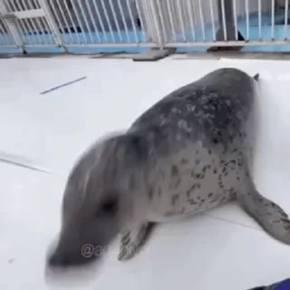Video sticker 🤪 тю лени