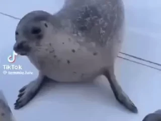 Video sticker 🥳 тю лени