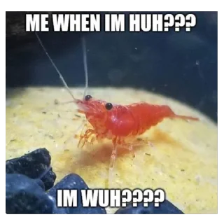 Video sticker 🦐 shrimpcore