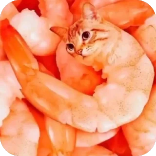 Telegram sticker 🫥 shrimpcore
