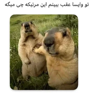 Video sticker 🌸 🍁 @digianti11bot