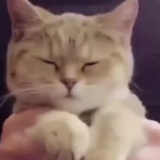 Video sticker 😚 ⇢ 𝘾𝙖𝙩𝙨 | @AquaStickers @CatGlad 💎