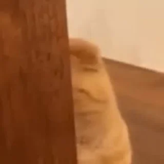 Video sticker 😅 ⇢ 𝘾𝙖𝙩𝙨 | @AquaStickers @CatGlad 💎