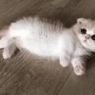 Video sticker 🥺 ⇢ 𝘾𝙖𝙩𝙨 | @AquaStickers @CatGlad 💎