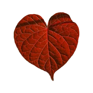 Telegram sticker ❤️ viriditas_by_@plantphilosophy