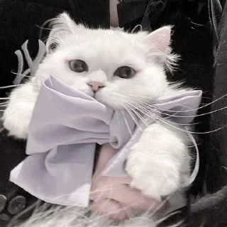 Telegram sticker 🐈 ㅤㅤ°• @bbb1bb - @ddddnd •°