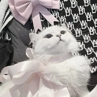 Video sticker 💗 ㅤㅤ°• @bbb1bb - @ddddnd •°