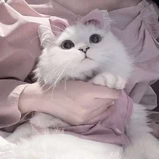 Telegram sticker 🥺 ㅤㅤ°• @bbb1bb - @ddddnd •°