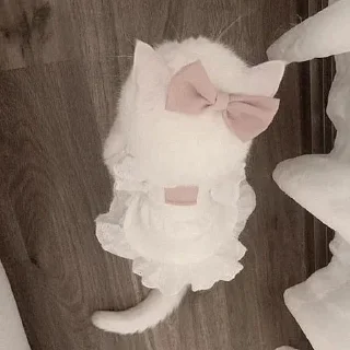 Telegram sticker 🐈‍⬛ ㅤㅤ°• @bbb1bb - @ddddnd •°