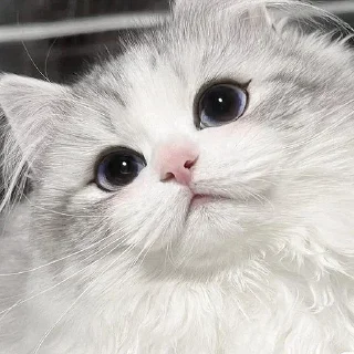 Telegram sticker 🥺 ㅤㅤ°• @bbb1bb - @ddddnd •°