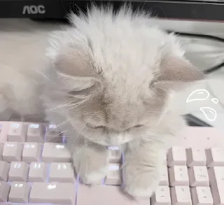 Sticker 🐾 ㅤㅤ°• @bbb1bb - @ddddnd •°