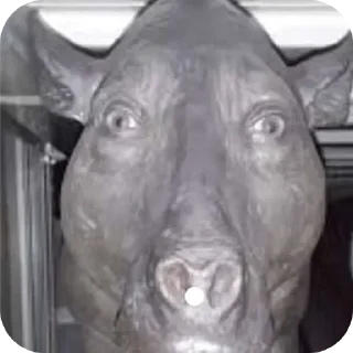 Video sticker 🗿 Больше стиков тут: @stikery4