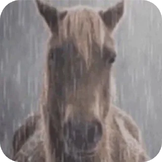 Telegram sticker 🐴 Мемычк— тгк @Kevin_v_minyse