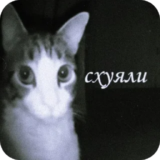 Telegram sticker 🤨 Мемычк— тгк @Kevin_v_minyse