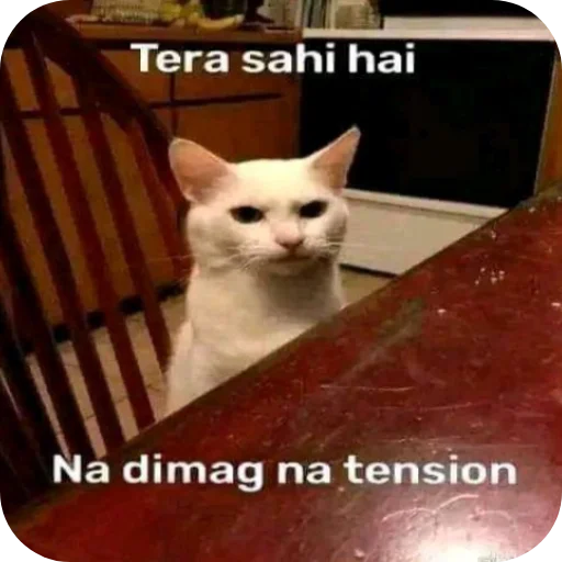 Telegram sticker 🐱 @amansinghcreator