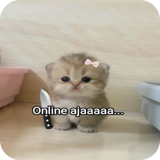 Telegram sticker 🐱 @amansinghcreator