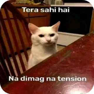 Video sticker 🐱 @amansinghcreator