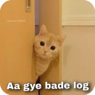 Video sticker 🐱 @amansinghcreator