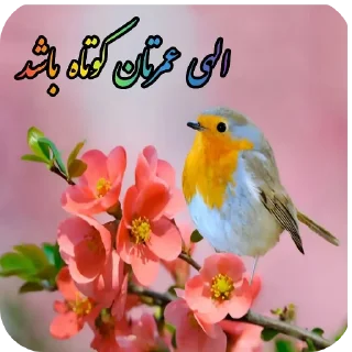 Video sticker 👍 @ifelfelbot دعای خیر
