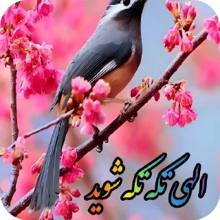 Video sticker 👍 @ifelfelbot دعای خیر