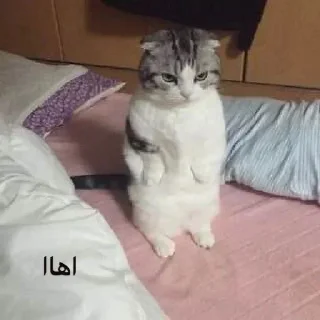 Telegram sticker 😠 @xMloook