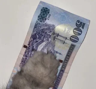 Telegram sticker 💸 @xMloook