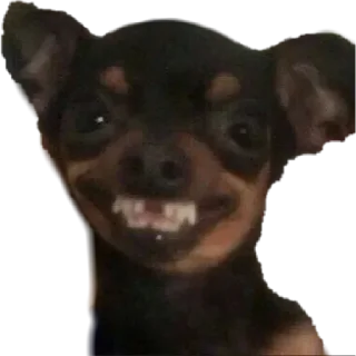 Video sticker 😬 Donny Snarko