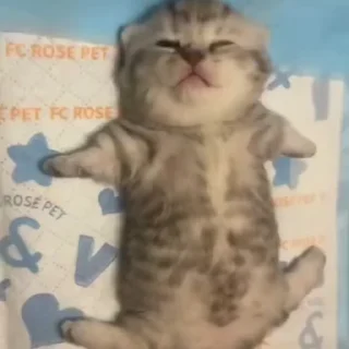 Video sticker 😴 Софочка лапочка 2. :: @fStikBot