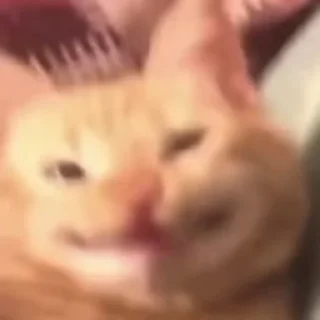 Video sticker 😁 Софочка лапочка 2. :: @fStikBot