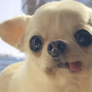 Telegram sticker 😋 Софочка лапочка 2. :: @fStikBot