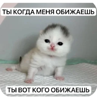 Telegram sticker 🥲 Софочка лапочка 2. :: @fStikBot