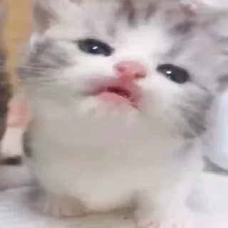 Video sticker 🤩 Софочка лапочка 2. :: @fStikBot