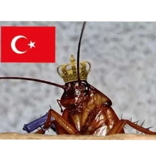 Telegram sticker 🪳 Turkey🪳🪳🪳🪳🪳