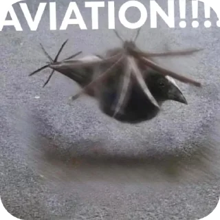 Video sticker 🐞 DAMN!!!!!!!!