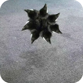 Telegram sticker 🐱 DAMN!!!!!!!!