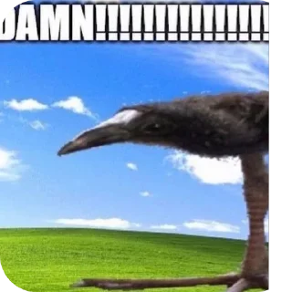 Telegram sticker 🐦 DAMN!!!!!!!!