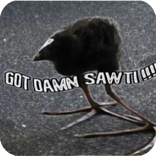 Video sticker 🐦 DAMN!!!!!!!!