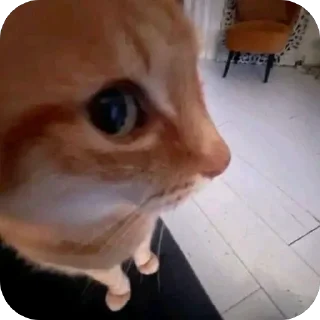 Telegram sticker 🫥 Урбечпак