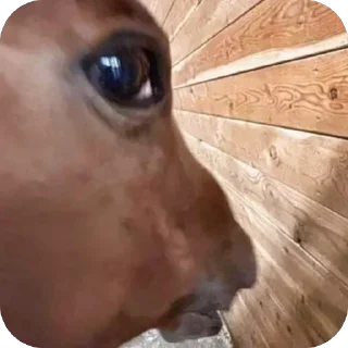 Video sticker 🫥 Урбечпак