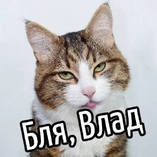 Telegram sticker 😕 Ну бля ... @GIFSTIKI ⬅ 🔞