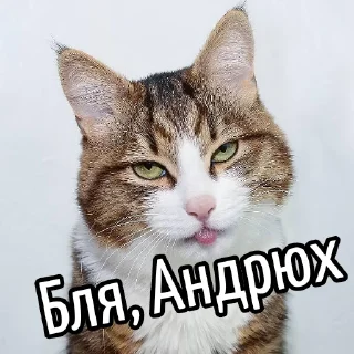 Telegram sticker 😕 Ну бля ... @GIFSTIKI ⬅ 🔞