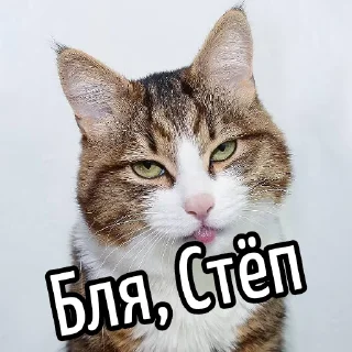 Video sticker 😕 Ну бля ... @GIFSTIKI ⬅ 🔞