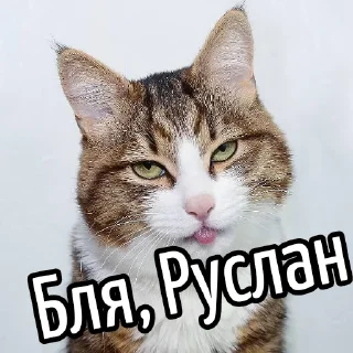 Video sticker 😕 Ну бля ... @GIFSTIKI ⬅ 🔞