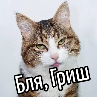 Video sticker 😕 Ну бля ... @GIFSTIKI ⬅ 🔞