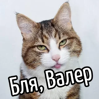 Telegram stiker 😕 Ну бля ... @GIFSTIKI ⬅ 🔞