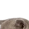 Sticker 😉 : ̗̀➛🐈Ｋｉｔｔｅｎｓ @Terrible1Jack @TgEmodziBot